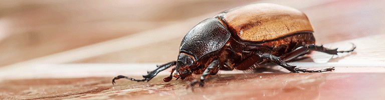Carpet-Beetle