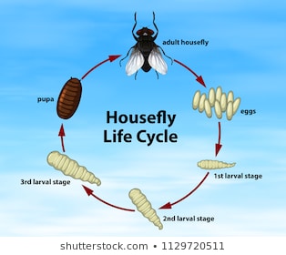 Housefly, Fly Control & Fly Killer | Pest Killers Oregon | Flies