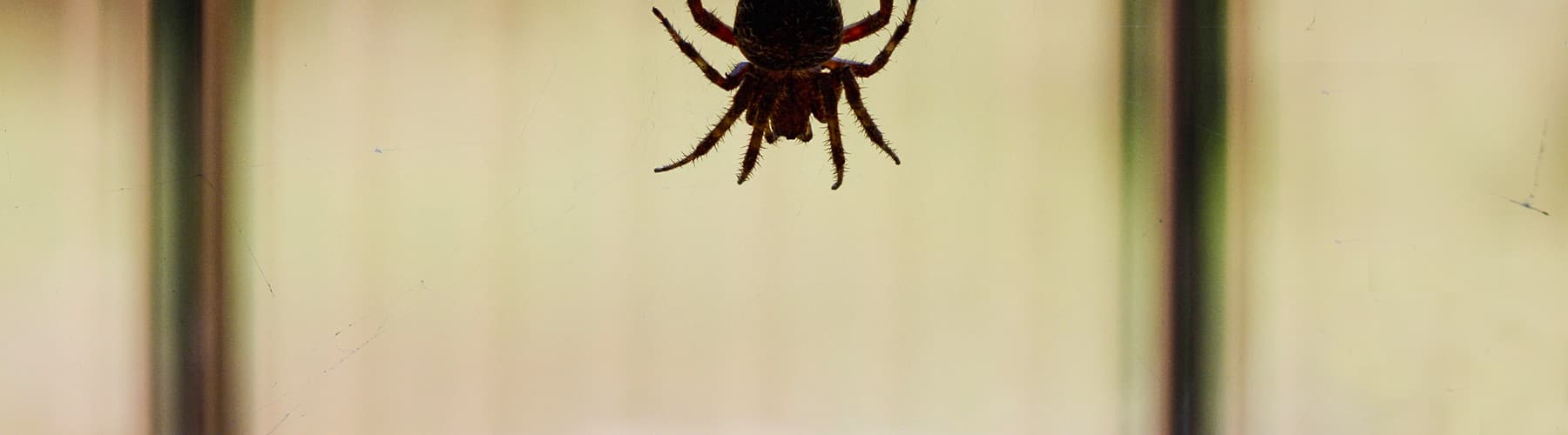 House-Spider