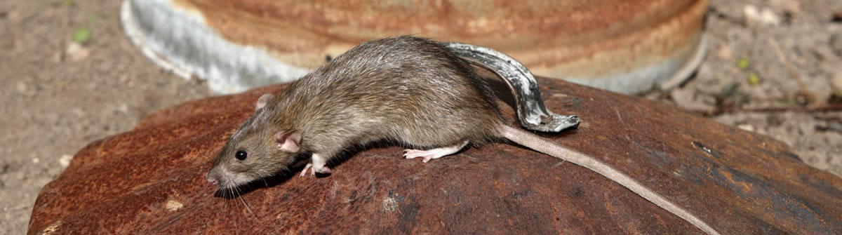 Rat-Extermination